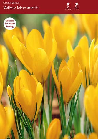 Crocus Yellow Mammoth