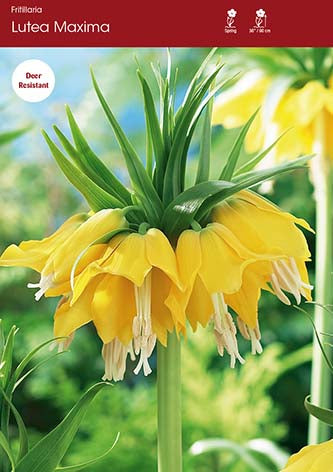 Lutea