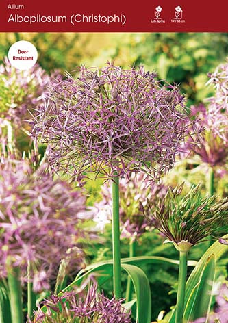 Allium Albopilosum (Christophi)
