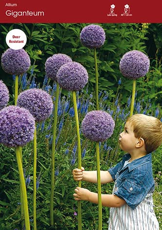 Allium Giganteum
