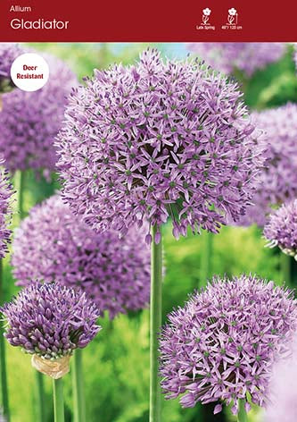 Allium Gladiator