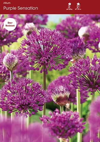 Allium Purple Sensation