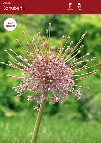 Allium Schubertii