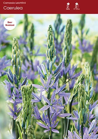 Leichtlinii Caerulea