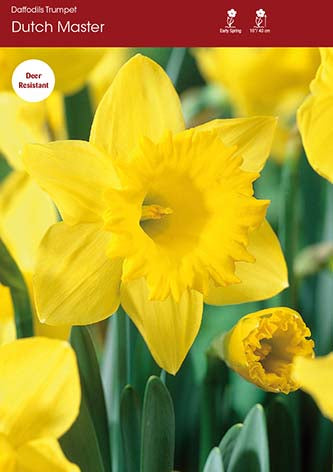 Narcissus Dutch Master