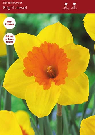 Narcissus Bright Jewel