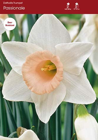 Narcissus Passionale