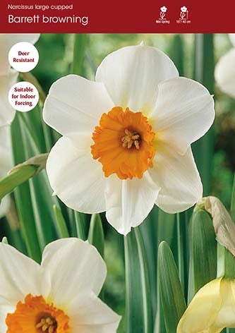 Narcissus Barrett Browning
