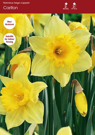 Narcissus Carlton