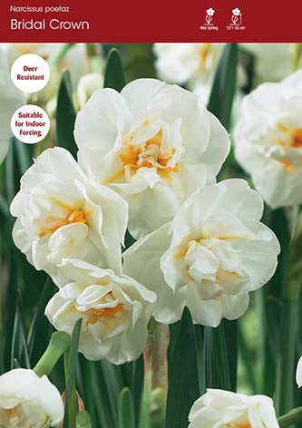 Narcissus Bridal Crown