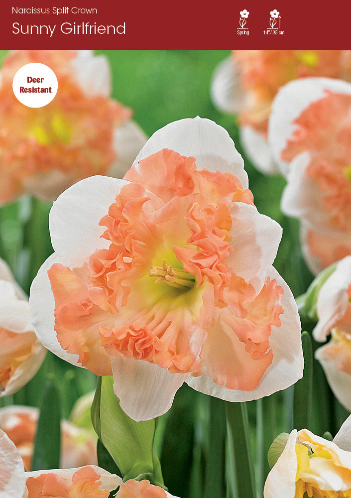 Narcissus Sunny Girlfriend