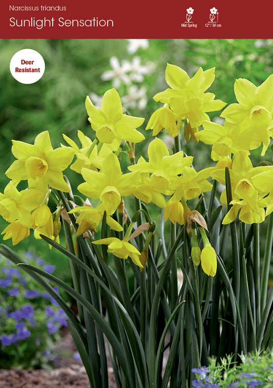 Narcissus Sunlight Sensation