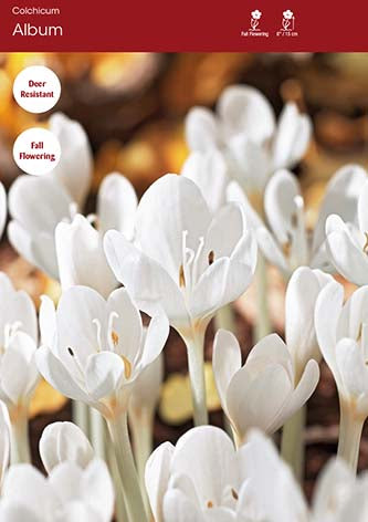 Colchicum Autumnale Album