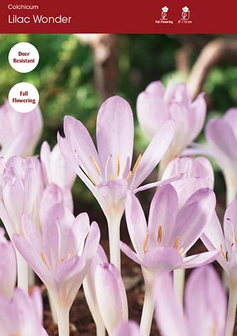 Colchicum Lilac Wonder