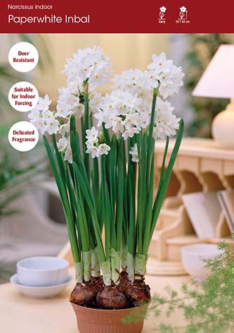 Super Paperwhites