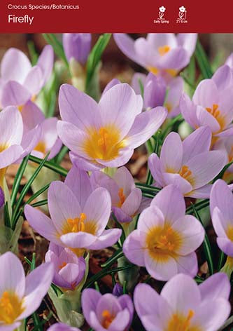 Crocus Firefly