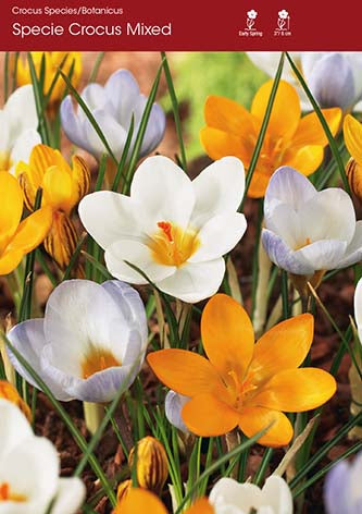 Crocus Mixed Species Crocus