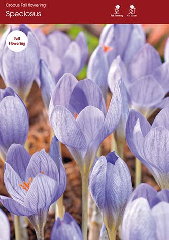 Crocus Speciosus