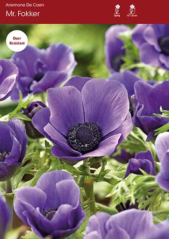 Anemone De Caen Mr. Fokker