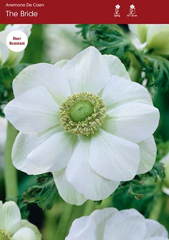 Anemone De Caen The Bride
