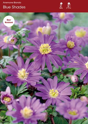 Anemone Blanda Blue Shades