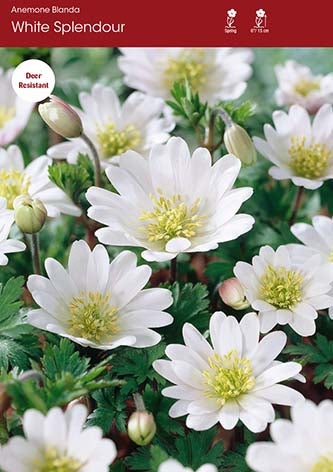 Blanda White Splendour