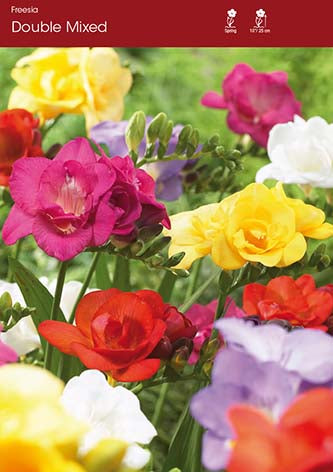 Freesia Double Mixed