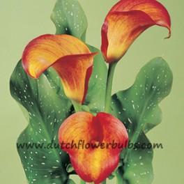 Calla Blaze