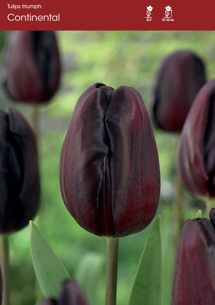 Tulip Continental