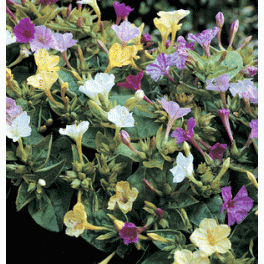 Mirabilis Jalapa
