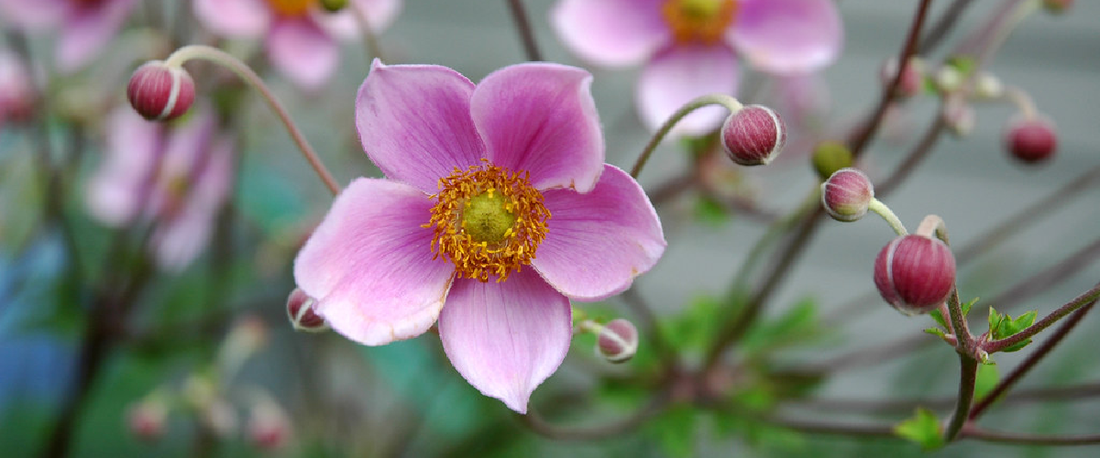 Anemone X Hybrid or Japanese Anemone