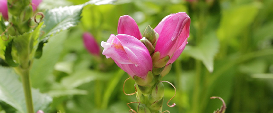 Chelone Obliqua or Pink Turtlehead