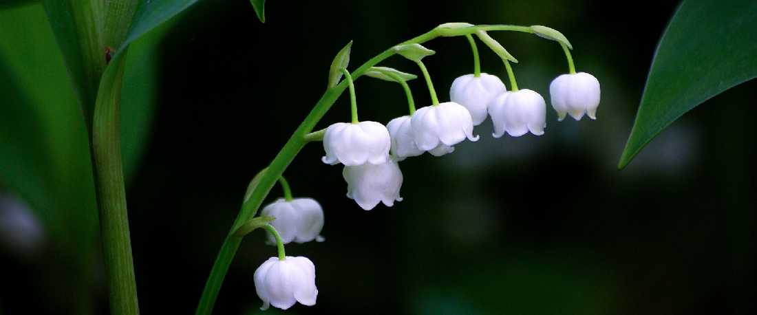 Convallaria Majalis Or Lily Of The Valley