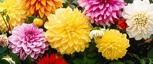 Dinnerplate Dahlia