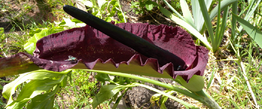 Dracunculus Vulgaris