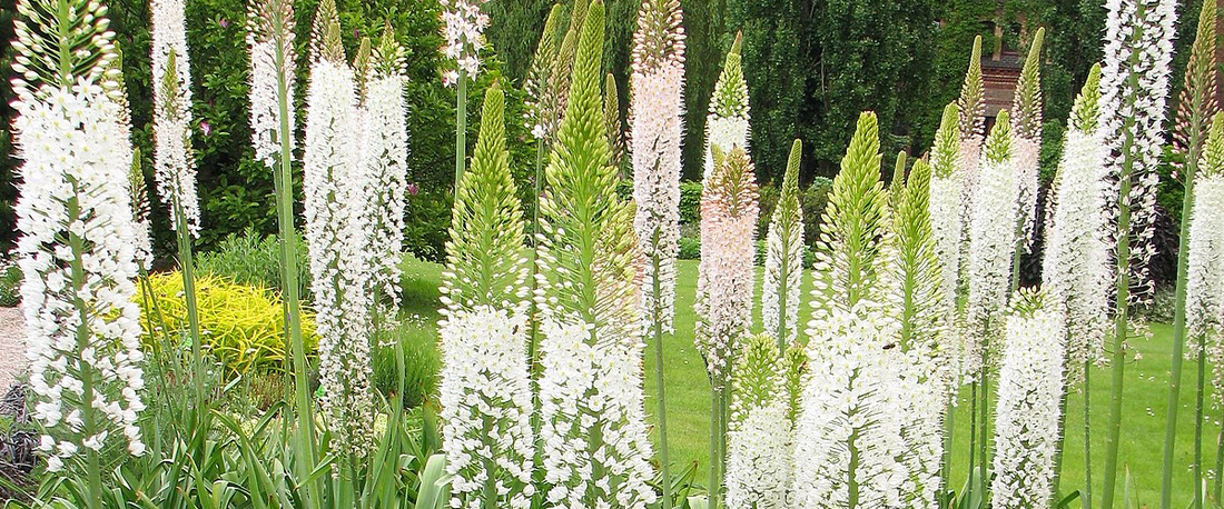 Eremurus Or Foxtail Lily