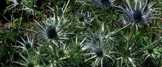 Eryngium