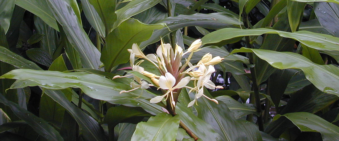 Hedychium