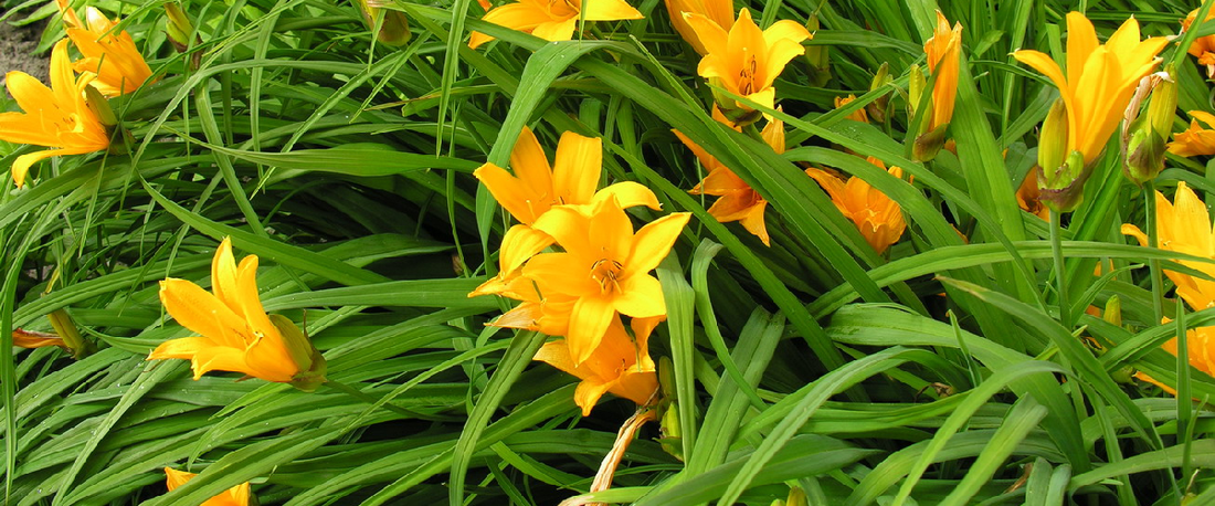 Hemerocallis Common Name Daylily
