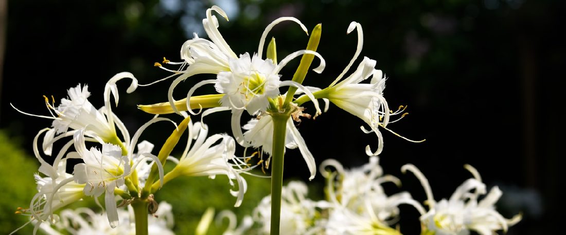 Ismene Festalis Or Peruvian Daffodil