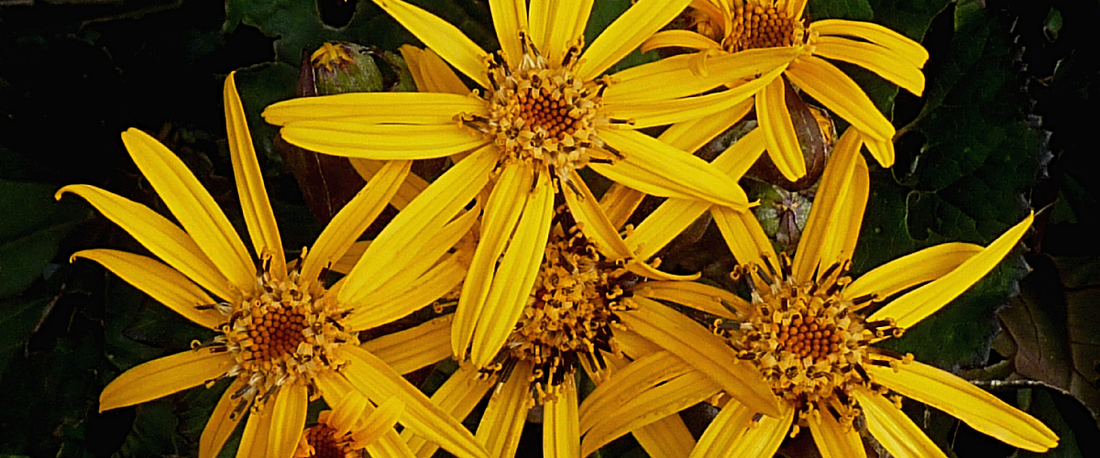 Ligularia Dentata Desdemona