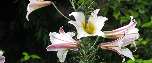 Lilium Trumpet Lily