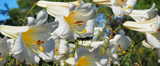 Lilium Tree Lily