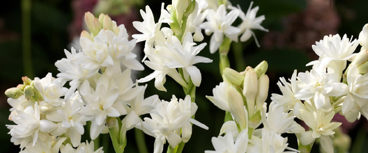 Polianthes Tuberosa or Tuberose