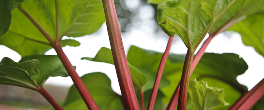 Rhubarb