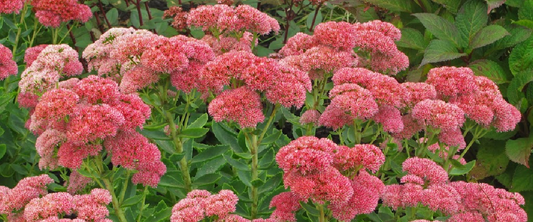 Sedum Autumn Joy or Stonecrop