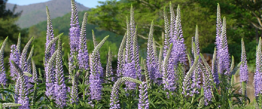 Veronica Longifolia or Long Leaf Speedwell