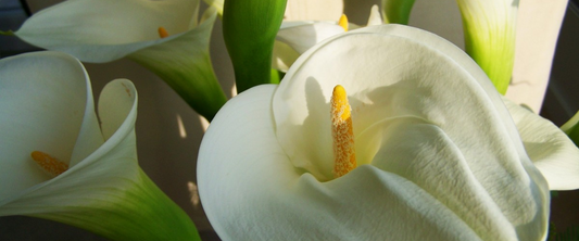 Calla Lily