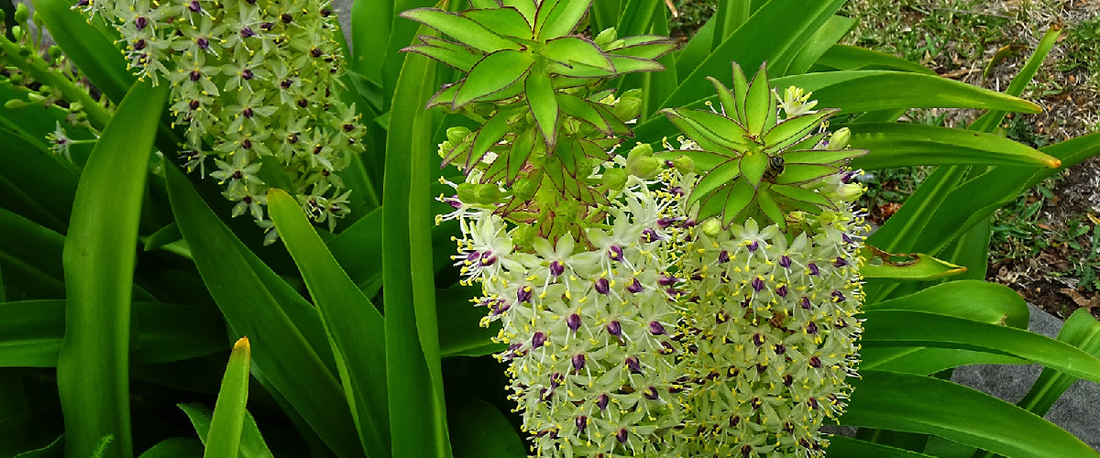 Eucomis Or Pineapple Lily