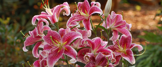 Lilium Oriental Lily